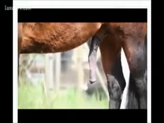 Collection of huge horse dicks in this outdoor animal movie